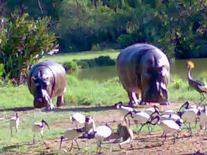 Hippos in Haller Park